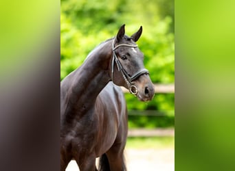 Caballo de deporte belga, Caballo castrado, 5 años, 178 cm, Morcillo