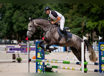 Caballo de deporte belga, Caballo castrado, 5 años, 180 cm, Tordo