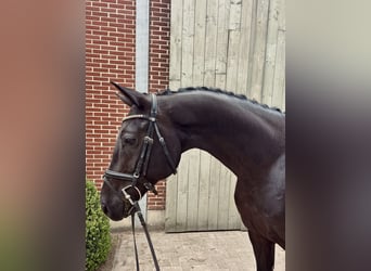 Caballo de deporte belga, Caballo castrado, 6 años, 168 cm, Castaño oscuro