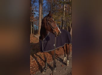 Caballo de deporte belga, Caballo castrado, 6 años, 170 cm, Castaño