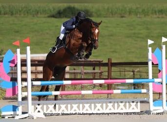 Caballo de deporte belga, Caballo castrado, 6 años, 175 cm, Tordo