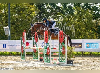 Caballo de deporte belga, Caballo castrado, 6 años, 175 cm, Tordo