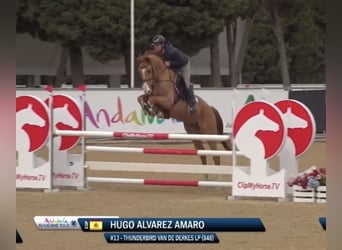 Caballo de deporte belga, Caballo castrado, 6 años