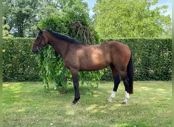 Caballo de deporte belga, Caballo castrado, 7 años, 168 cm, Castaño