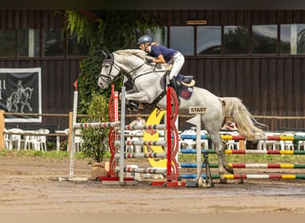 Caballo de deporte belga, Caballo castrado, 7 años, 168 cm, Tordo