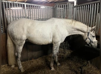 Caballo de deporte belga, Caballo castrado, 7 años, 168 cm, Tordo