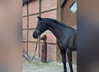 Caballo de deporte belga, Caballo castrado, 7 años, 176 cm, Negro