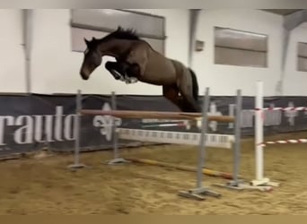 Caballo de deporte belga, Caballo castrado, 7 años, Castaño