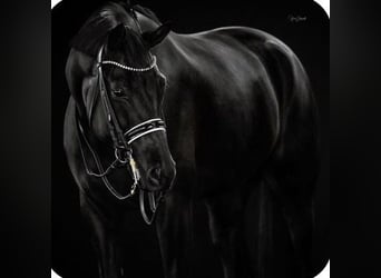 Caballo de deporte belga, Caballo castrado, 8 años, 165 cm, Negro