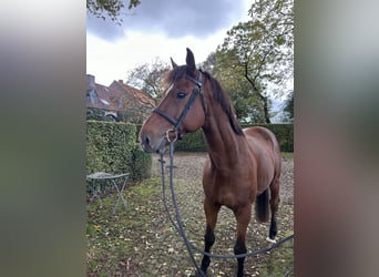 Caballo de deporte belga, Caballo castrado, 8 años, 170 cm, Castaño