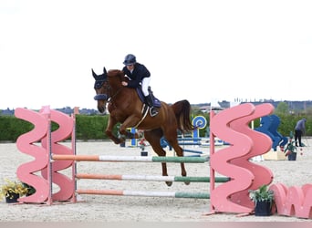 Caballo de deporte belga, Caballo castrado, 8 años, 175 cm, Alazán