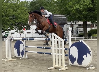 Caballo de deporte belga, Caballo castrado, 9 años, 168 cm, Castaño oscuro