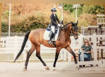 Caballo de deporte belga, Caballo castrado, 9 años, 178 cm, Castaño oscuro