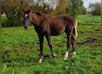 Caballo de deporte belga, Semental, 1 año, Tordo