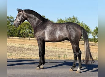 Caballo de deporte belga, Semental, 3 años, 167 cm, Bayo