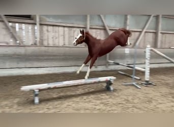 Caballo de deporte belga, Semental, 3 años, 169 cm, Alazán