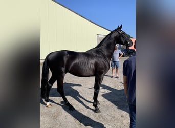 Caballo de deporte belga, Semental, 4 años, 166 cm, Negro