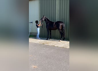 Caballo de deporte belga, Semental, 4 años, 166 cm, Negro