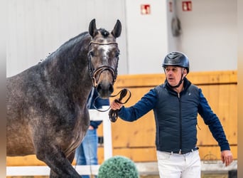 Caballo de deporte belga, Semental, 4 años, 172 cm, Bayo