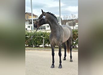 Caballo de deporte belga, Semental, 4 años, 172 cm, Castaño oscuro
