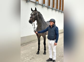 Caballo de deporte belga, Semental, 4 años, 172 cm, Castaño oscuro