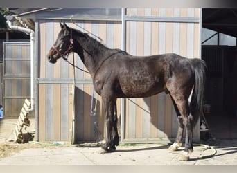 Caballo de deporte belga, Semental, 5 años, 175 cm, Morcillo