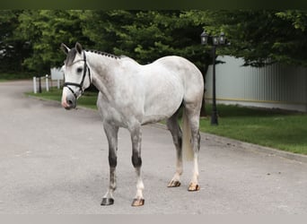 Caballo de deporte belga, Semental, 6 años, 167 cm, Tordo