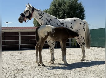 Caballo de deporte belga, Semental, Potro (01/2026), Atigrado/Moteado