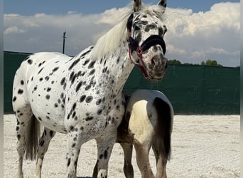 Caballo de deporte belga, Semental, Potro (01/2026), Atigrado/Moteado