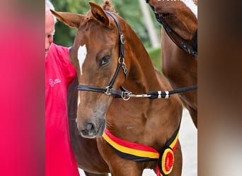 Caballo de deporte belga, Semental, Potro (01/2026)