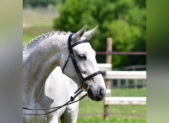 Caballo de deporte belga, Semental, Potro (03/2026)