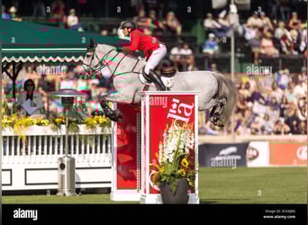 Caballo de deporte belga, Semental, Potro (03/2026)