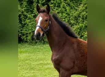 Caballo de deporte belga, Semental, Potro (03/2026)