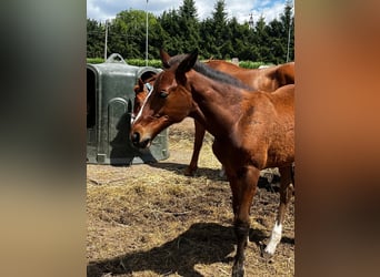 Caballo de deporte belga, Semental, Potro (03/2026)