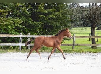 Caballo de deporte belga, Semental, Potro (03/2024), Castaño