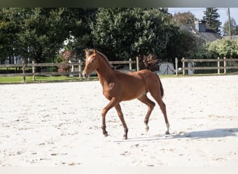 Caballo de deporte belga, Semental, Potro (03/2024), Castaño