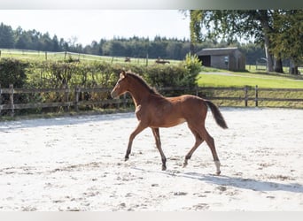 Caballo de deporte belga, Semental, Potro (03/2024), Castaño