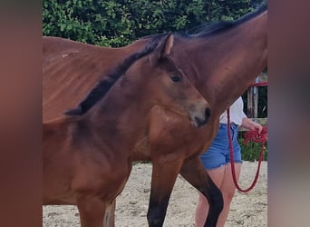 Caballo de deporte belga, Semental, , Castaño