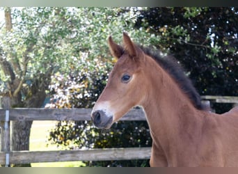 Caballo de deporte belga, Semental, , Castaño