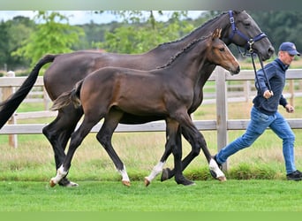 Caballo de deporte belga, Semental, Potro (05/2026), Castaño oscuro