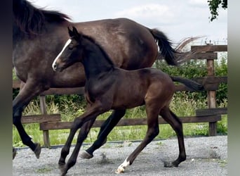 Caballo de deporte belga, Semental, Potro (01/2025), Castaño oscuro