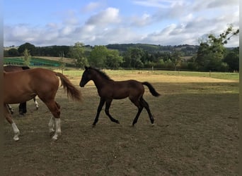 Caballo de deporte belga, Semental, Potro (05/2026), Morcillo
