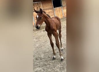 Caballo de deporte belga, Semental, Potro (01/2026), Musgo marrón