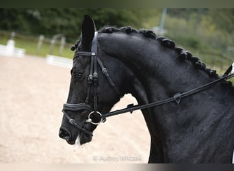Caballo de deporte belga, Yegua, 10 años, 164 cm, Negro