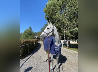 Caballo de deporte belga, Yegua, 10 años, 165 cm, Tordo picazo