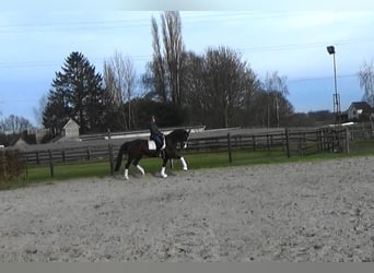 Caballo de deporte belga, Yegua, 10 años, 166 cm, Castaño