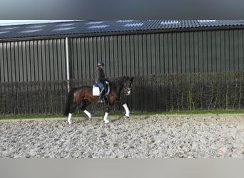 Caballo de deporte belga, Yegua, 10 años, 166 cm, Castaño