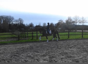 Caballo de deporte belga, Yegua, 10 años, 166 cm, Castaño