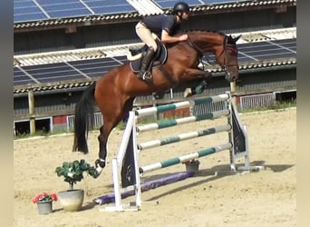 Caballo de deporte belga, Yegua, 10 años, 171 cm, Castaño