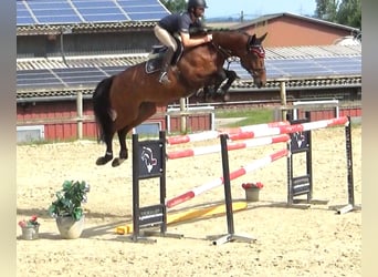 Caballo de deporte belga, Yegua, 10 años, 171 cm, Castaño